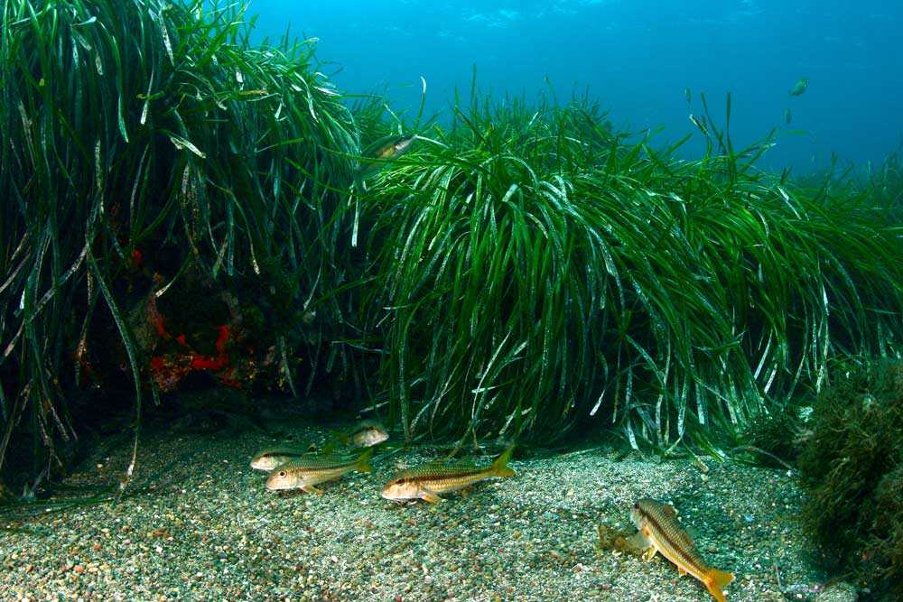 Posidonia